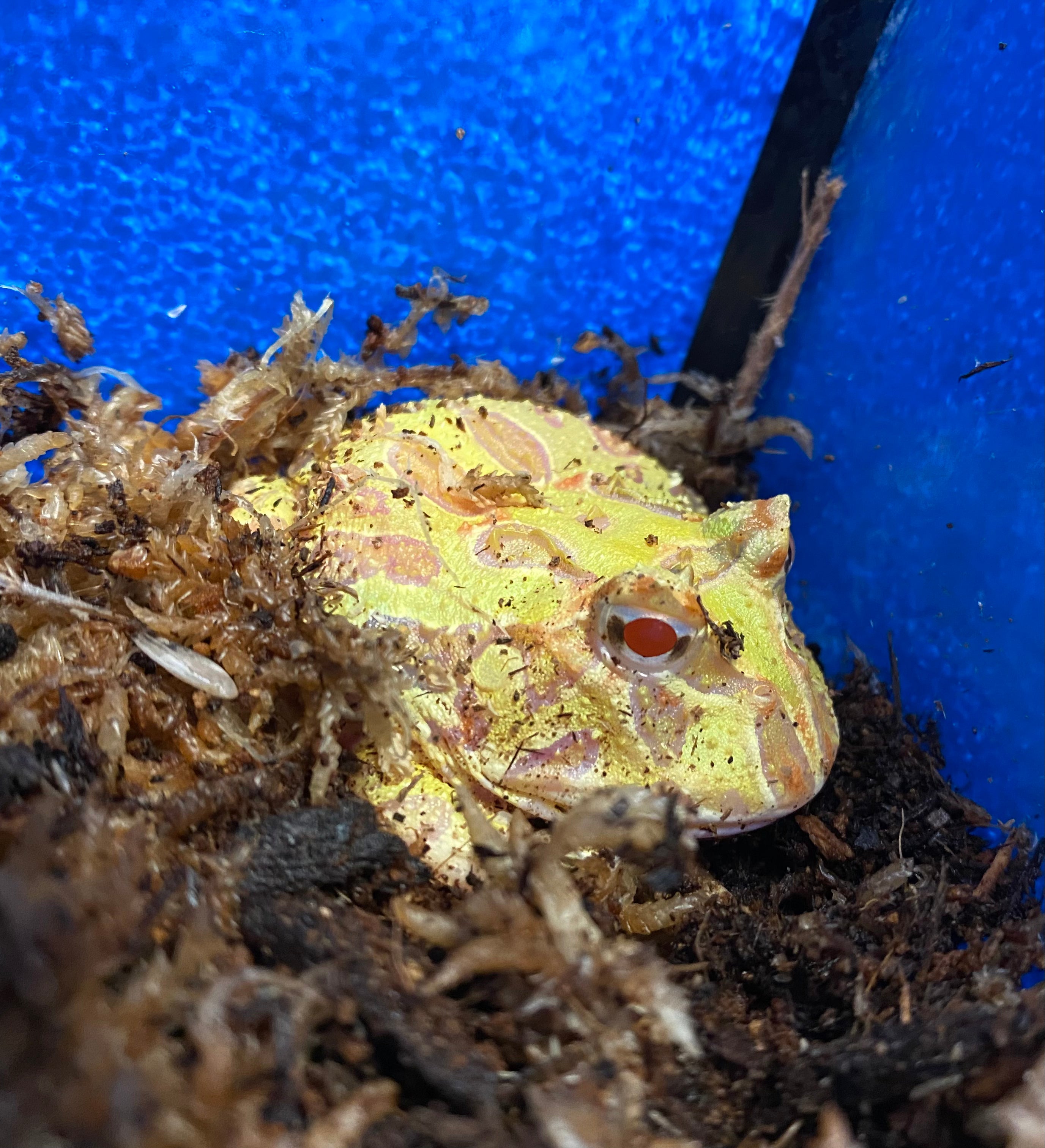 Pacman Frog (Albino) CB