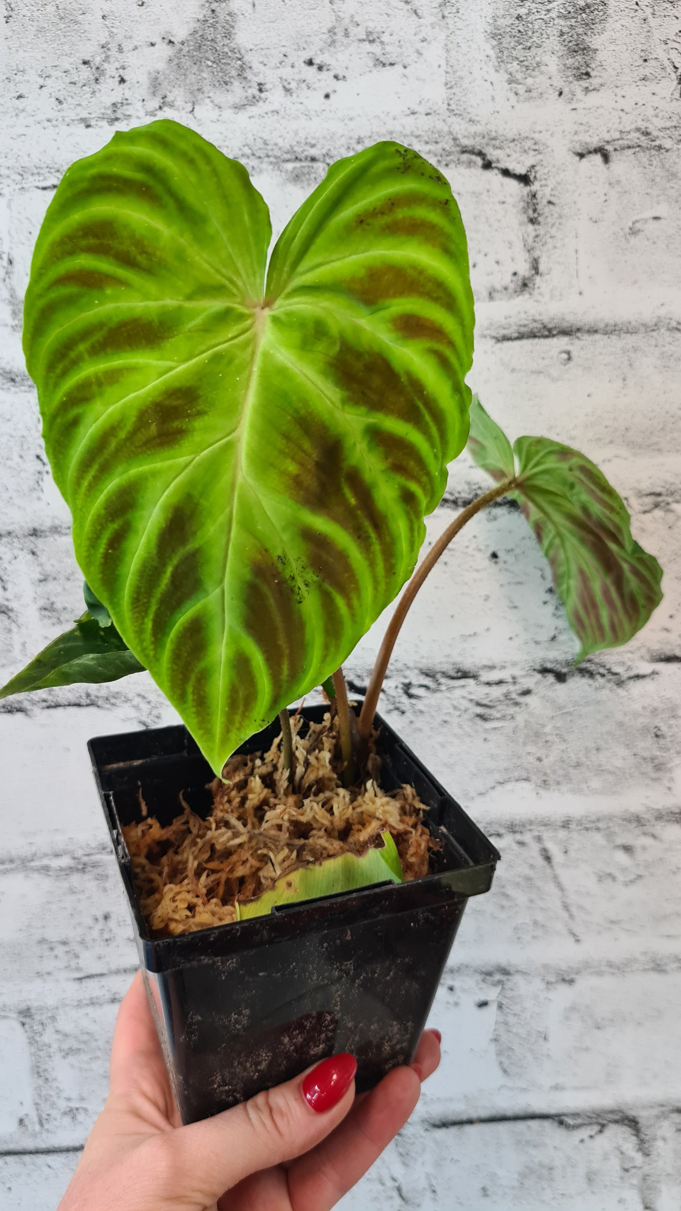 buy philodendron online canada Philodendron Verrucosum
