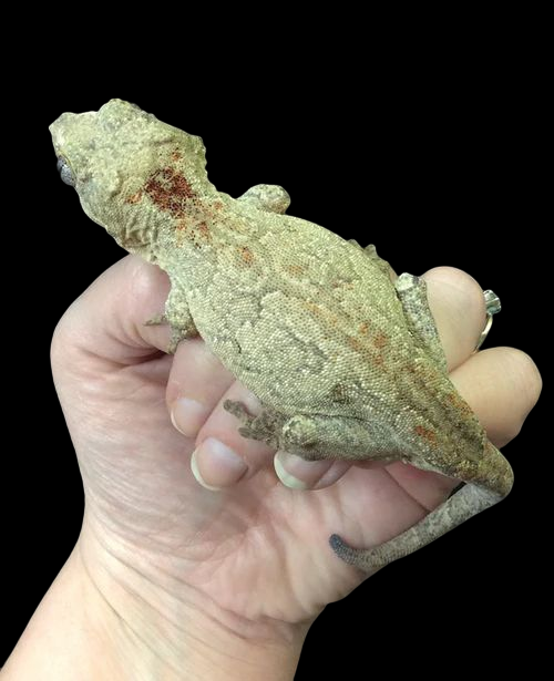 Gargoyle Gecko (Reticulated Red/Orange Blotch) Male CBB
