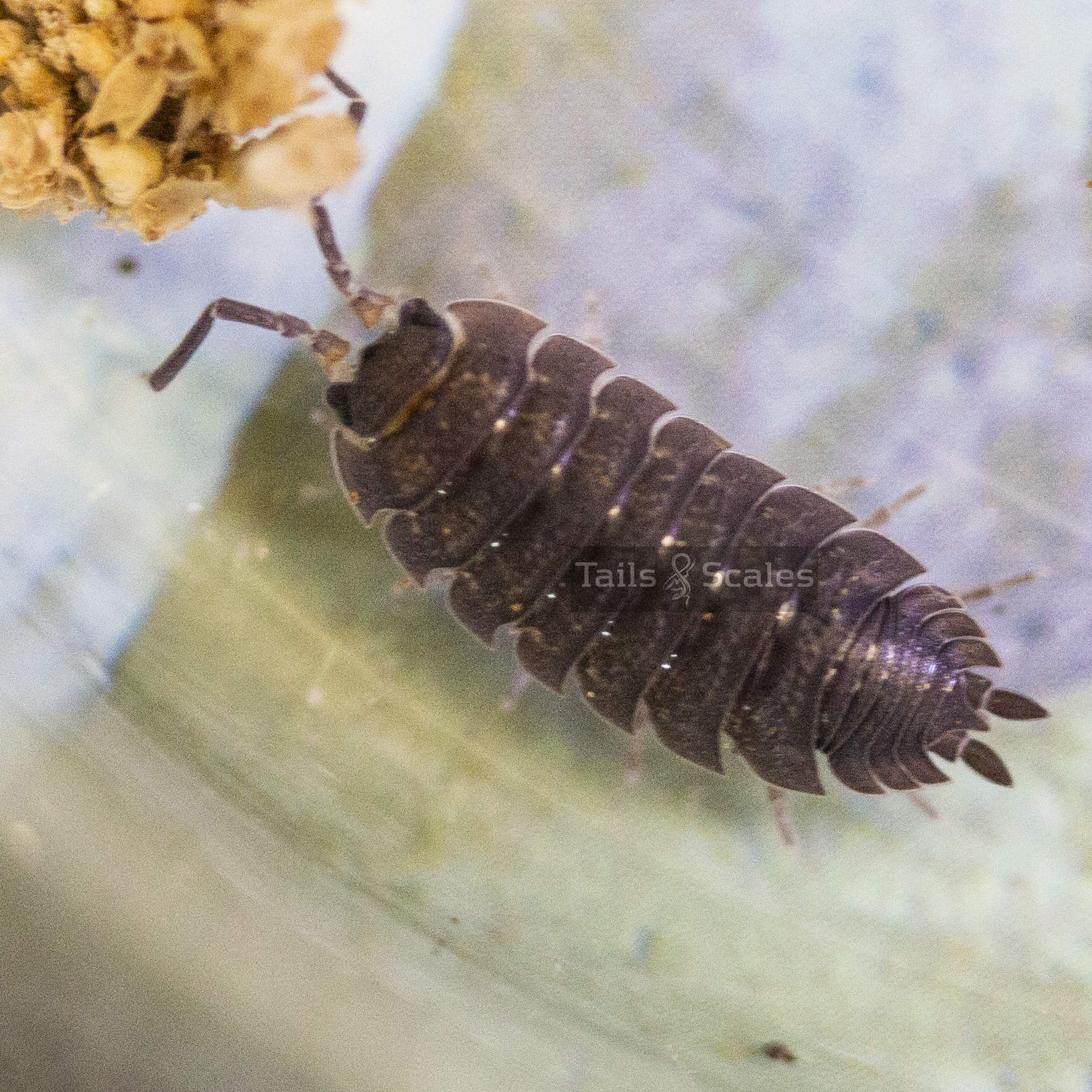 Porcellio scaber (Rough Scaber Isopod)