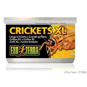 Exo Terra Crickets - XL