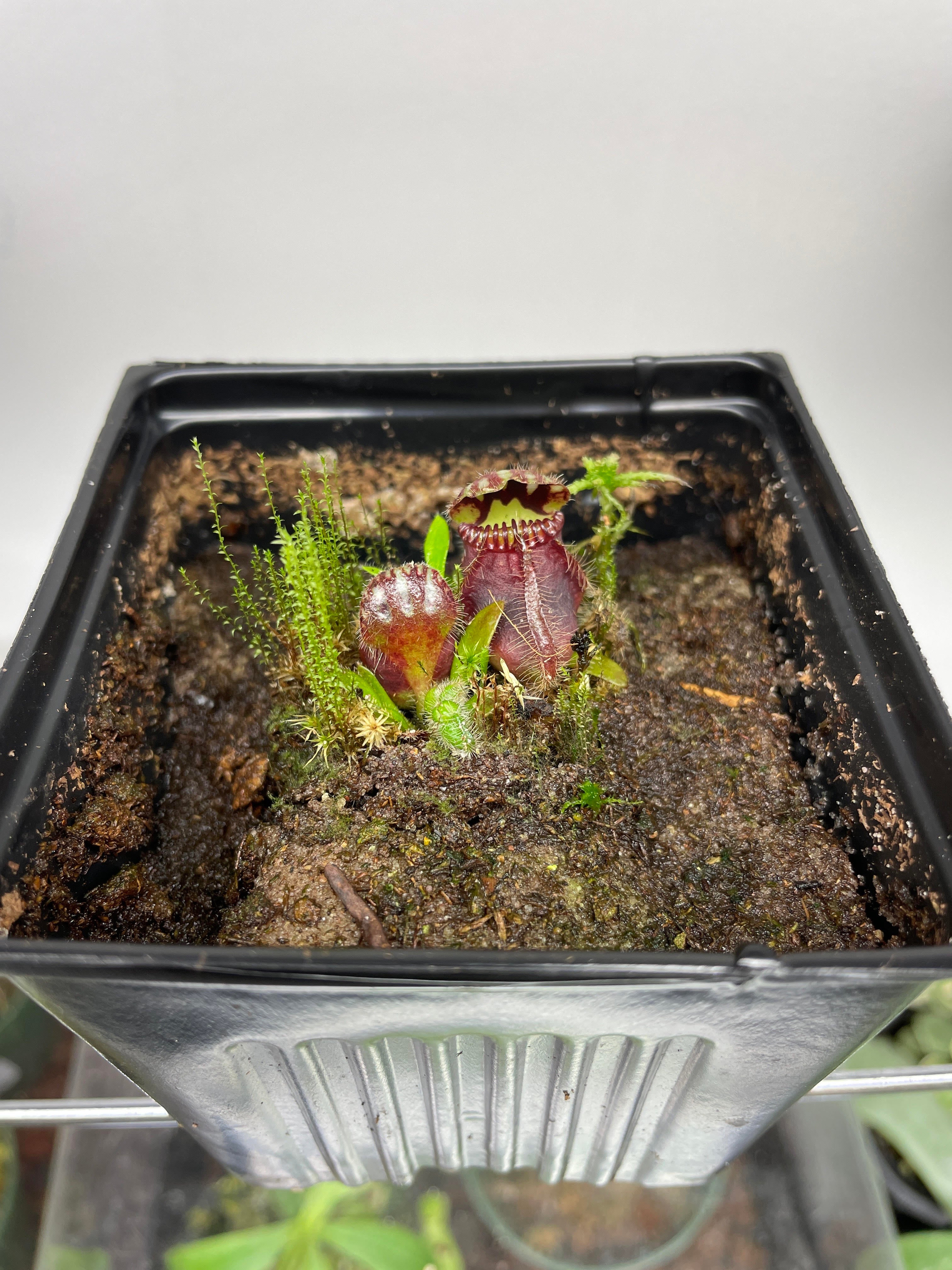 Cephalotus 'German Giant'