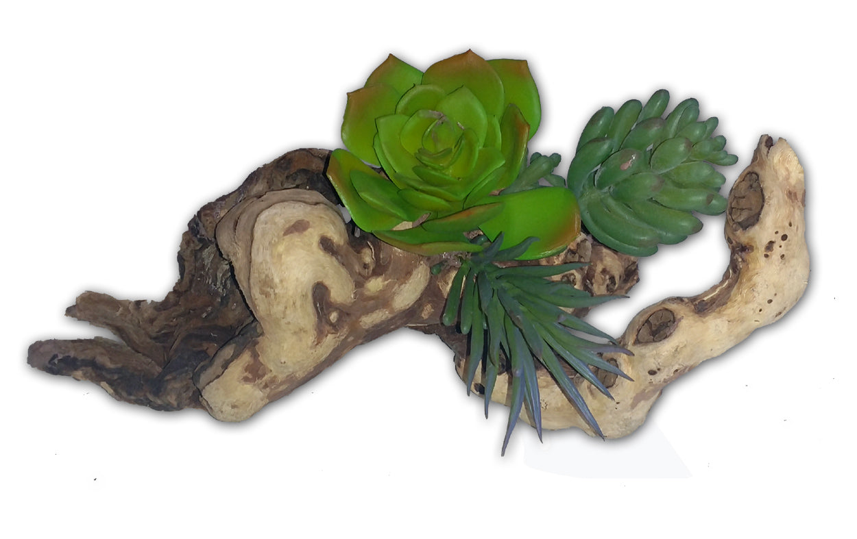 Habi-Scape Succulent on Driftwood