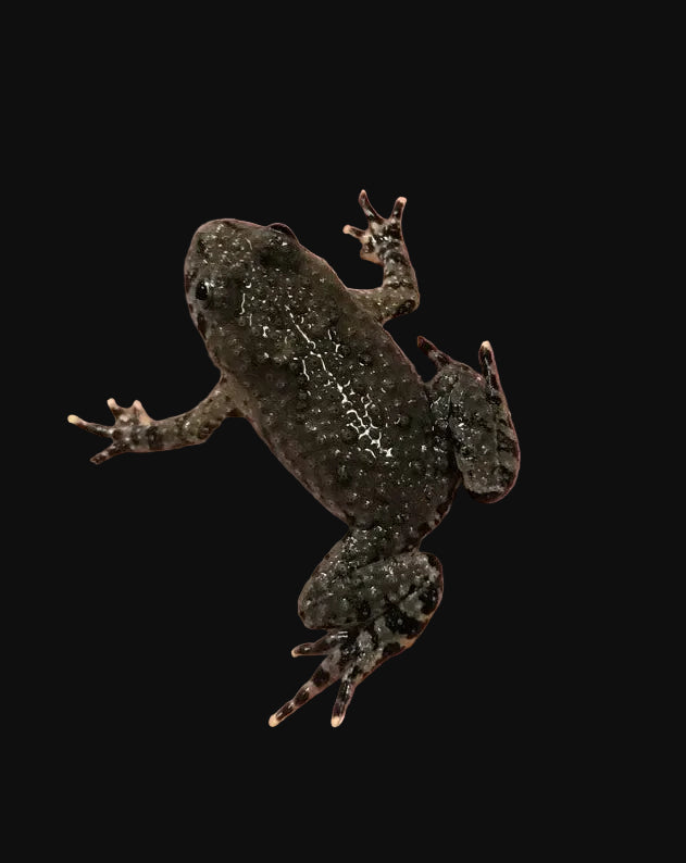 Oriental Fire-bellied Toad (Bombina orientalis)