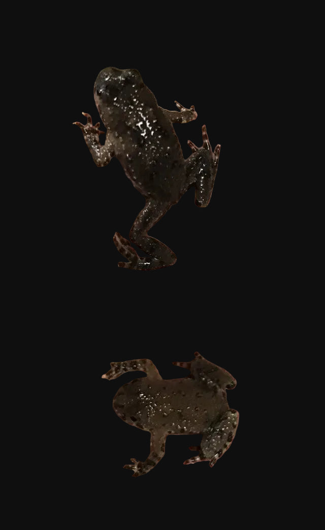 Crapaud oriental à ventre de feu (Bombina orientalis)