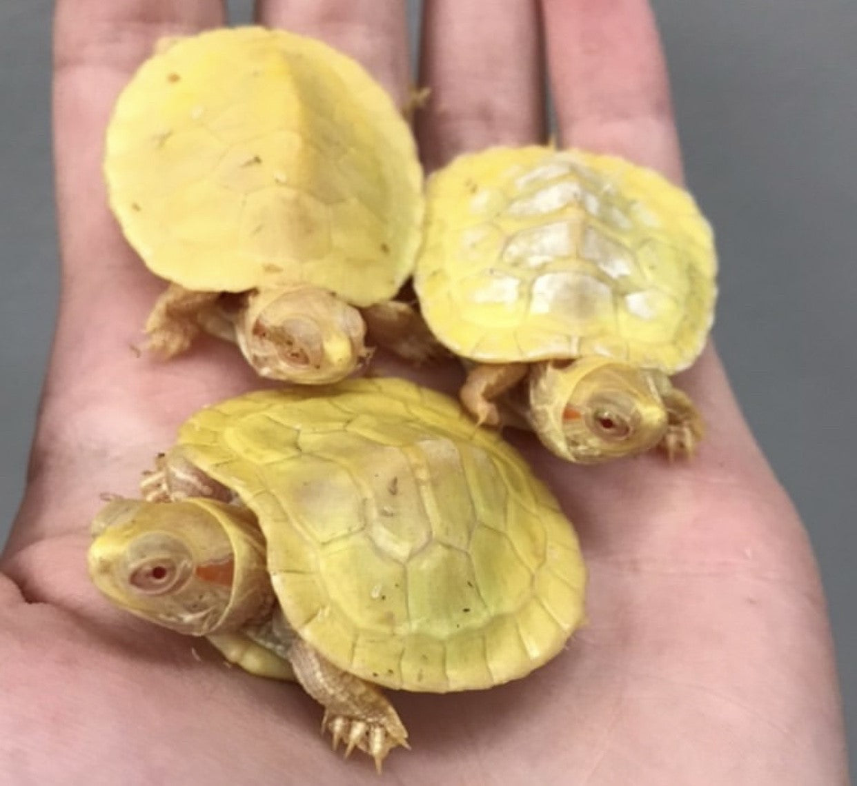Red Ear Slider Turtle (Albino)