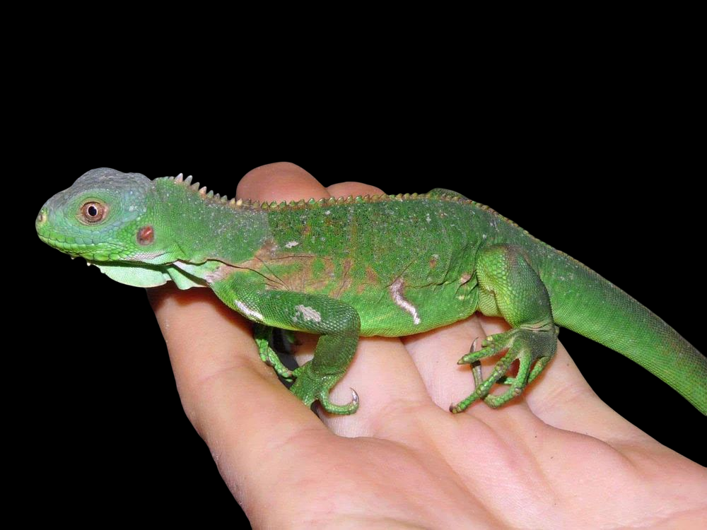 Lesser Antillean Iguana CB